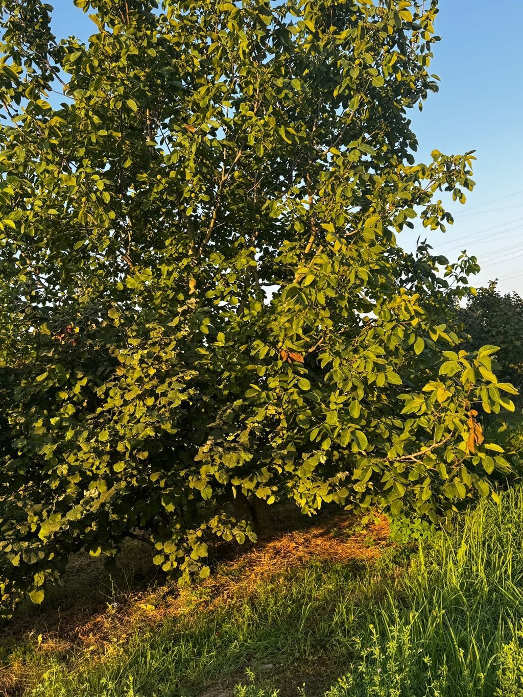 237 sot, Kənd təsərrüfatı, Mülkiyyətçi, Kupça (Çıxarış) — Torpaq, Xırdalan (7)