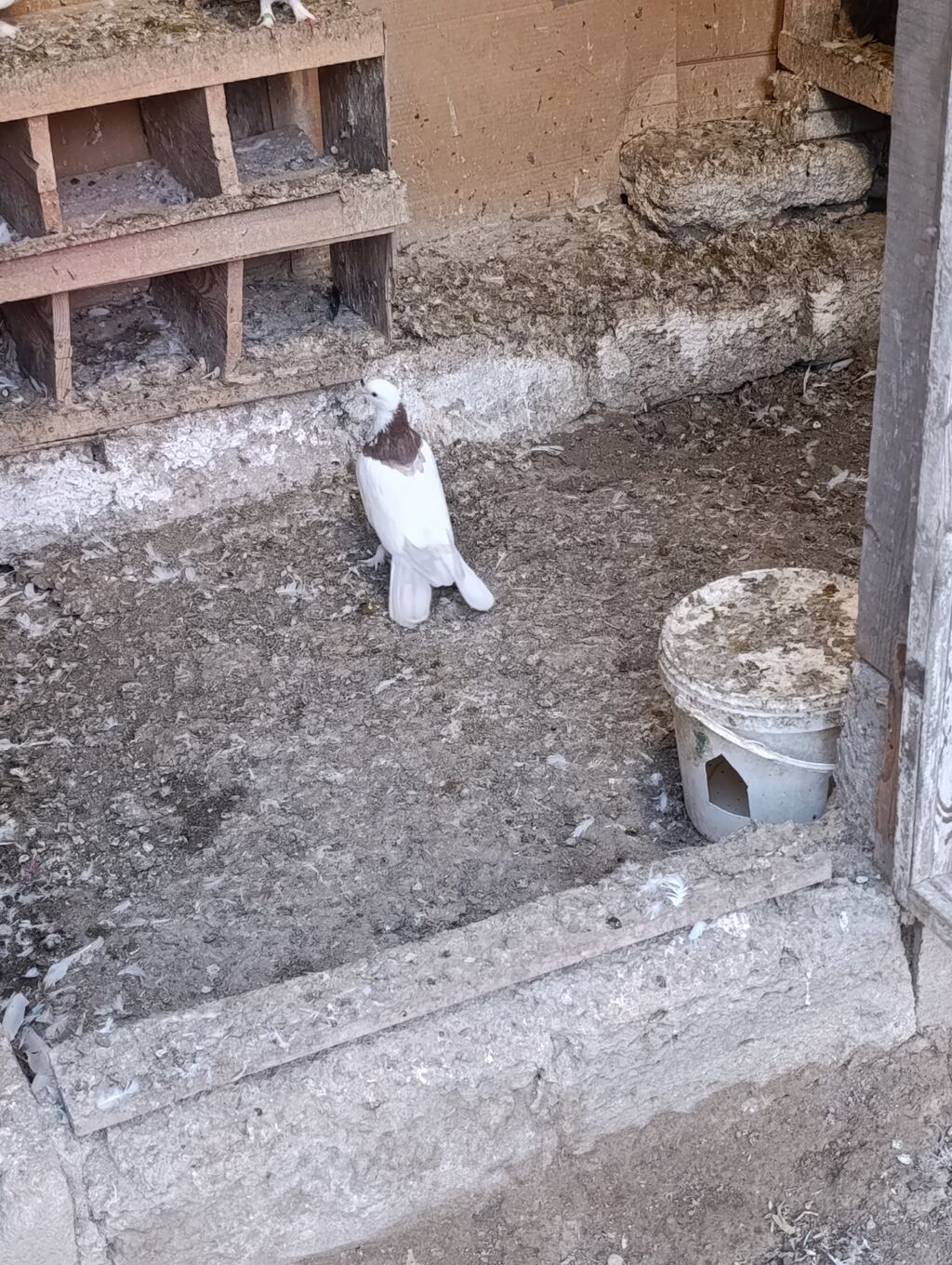 Satlıq bəzək göyərçini. Quş əsasən ağ rəngdədir, boyun hissəsində — Quşlar, Bakı