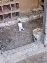Satlıq bəzək göyərçini. Quş əsasən ağ rəngdədir, boyun hissəsində — Quşlar