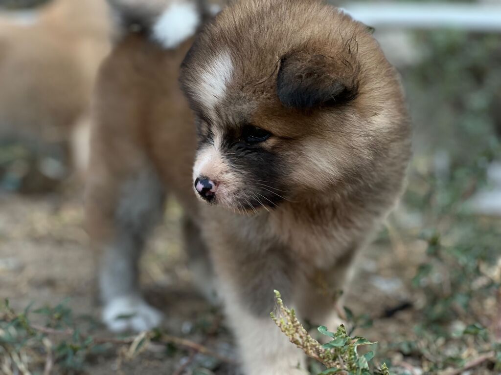 Cins:Akita uni (şirin, toppuş, orta-böyük ölçü qrupuna aid) Rənglər — Heyvanlar, Digah (9)