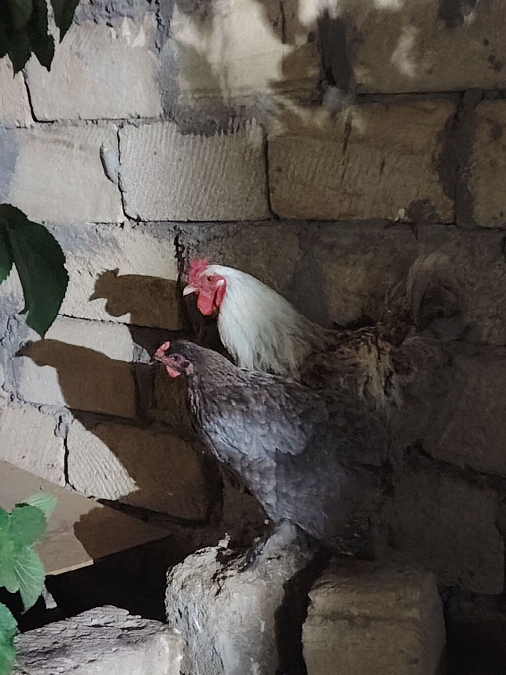 Brama cütü satılır 60 manat xoruz 40 fərə 20 barterde mümkündü fərə — Heyvanlar, Sumqayıt (2)