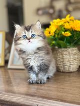 Uzuntüklü, çox sevimli görünüşə malik balaca pişik balası. Fotolarda — Кошки