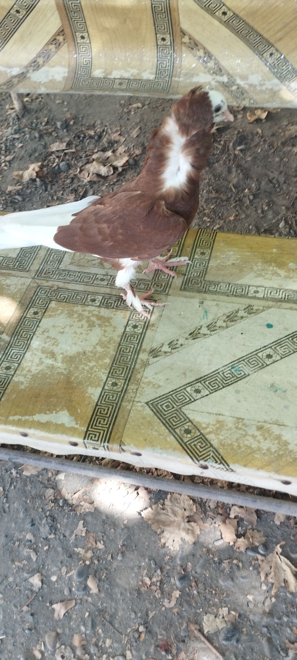 Dekorativ göyərçin təqdim olunur. Quşun görünüşü olduqca fərqlidir — Quşlar, Mingəçevir (2)