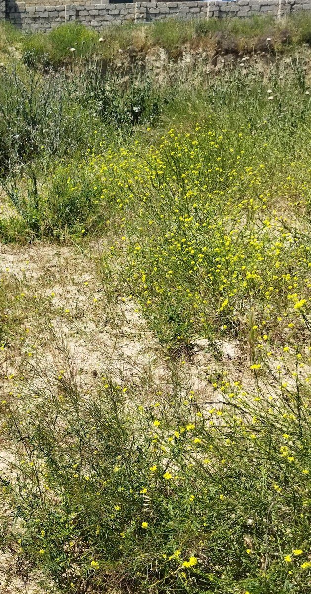 3 sot torpaq sahəsi, Məhəmmədi qəs. — Torpaq, Bakı (9)