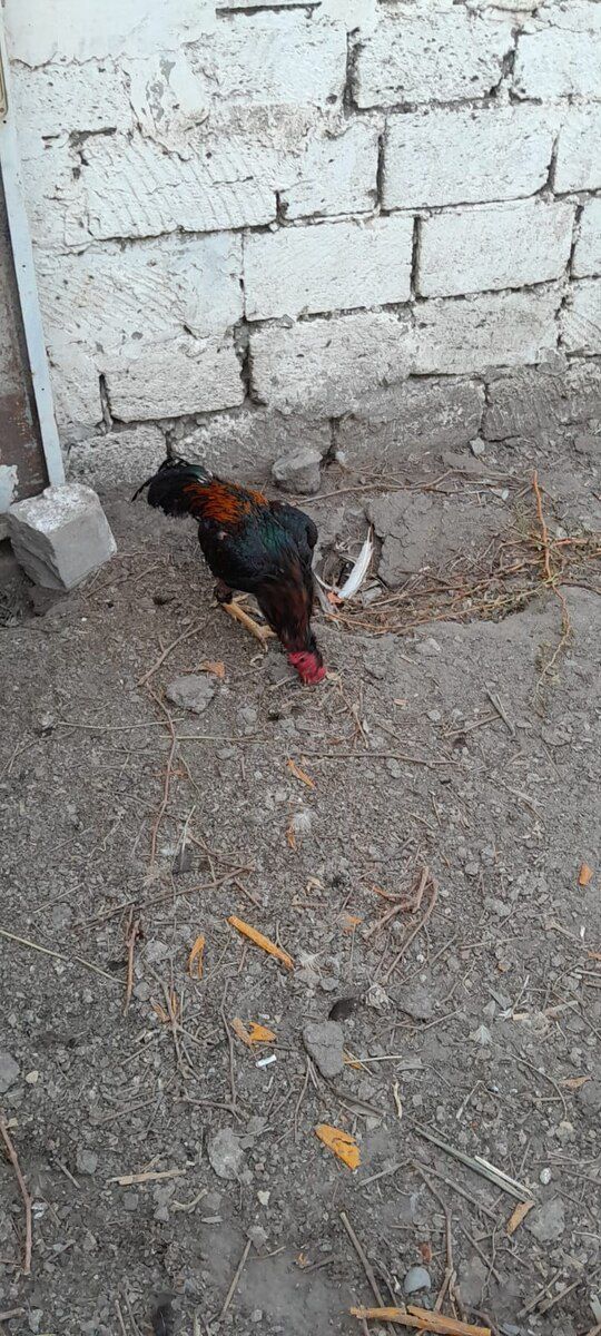 Heyratı xoruzu — Quşlar, Bakı (5)