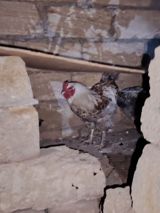 Brama cütü satılır 60 manat xoruz 40 fərə 20 barterde mümkündü fərə — Animals