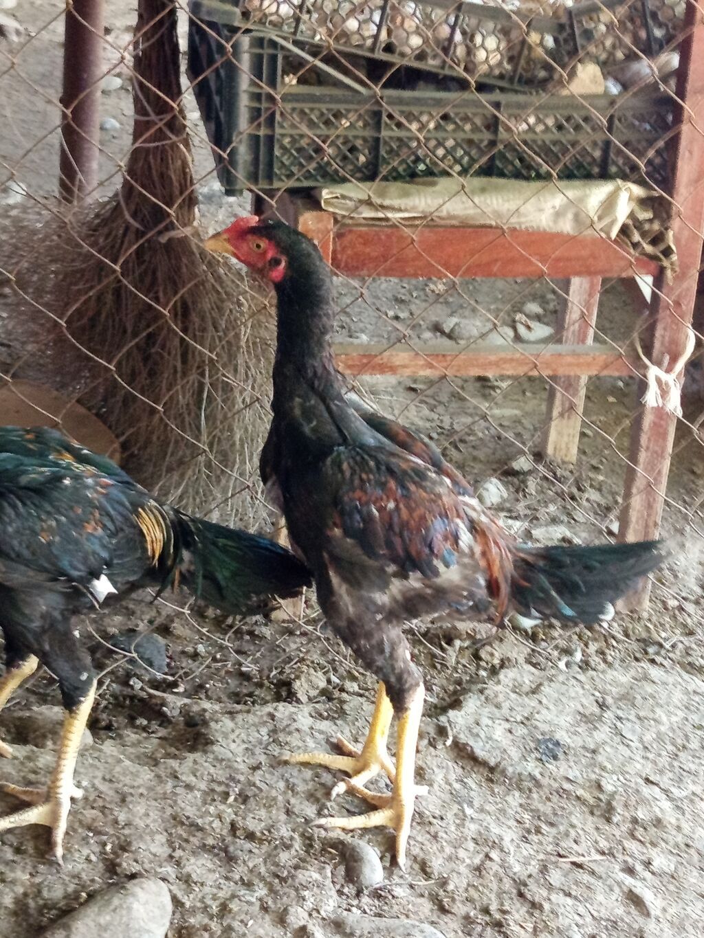 Salam aleykum gördüyünüz heyratı xoruzları satılır tam sağlam — Heyvanlar, Cəlilabad (2)