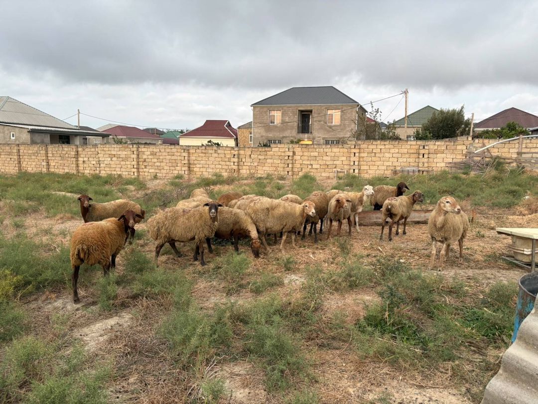 Qoyunlar — Heyvanlar, Bakı (4)