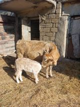 Ana bala iksi birlikdə satılır. 2ci qarınadır. 8 litr süd verir günə — Животные
