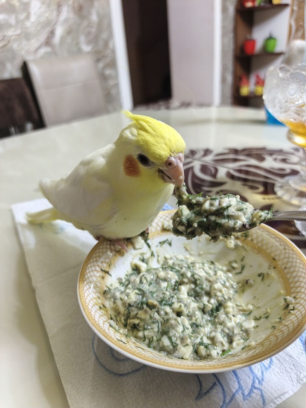 Adı Osmandı adın deyə bilir 11 aylıq erkəkdir tam ruçnoy tam əl quşudu — Quşlar, Beyləqan