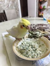 Adı Osmandı adın deyə bilir 11 aylıq erkəkdir tam ruçnoy tam əl quşudu — Hayvanlar