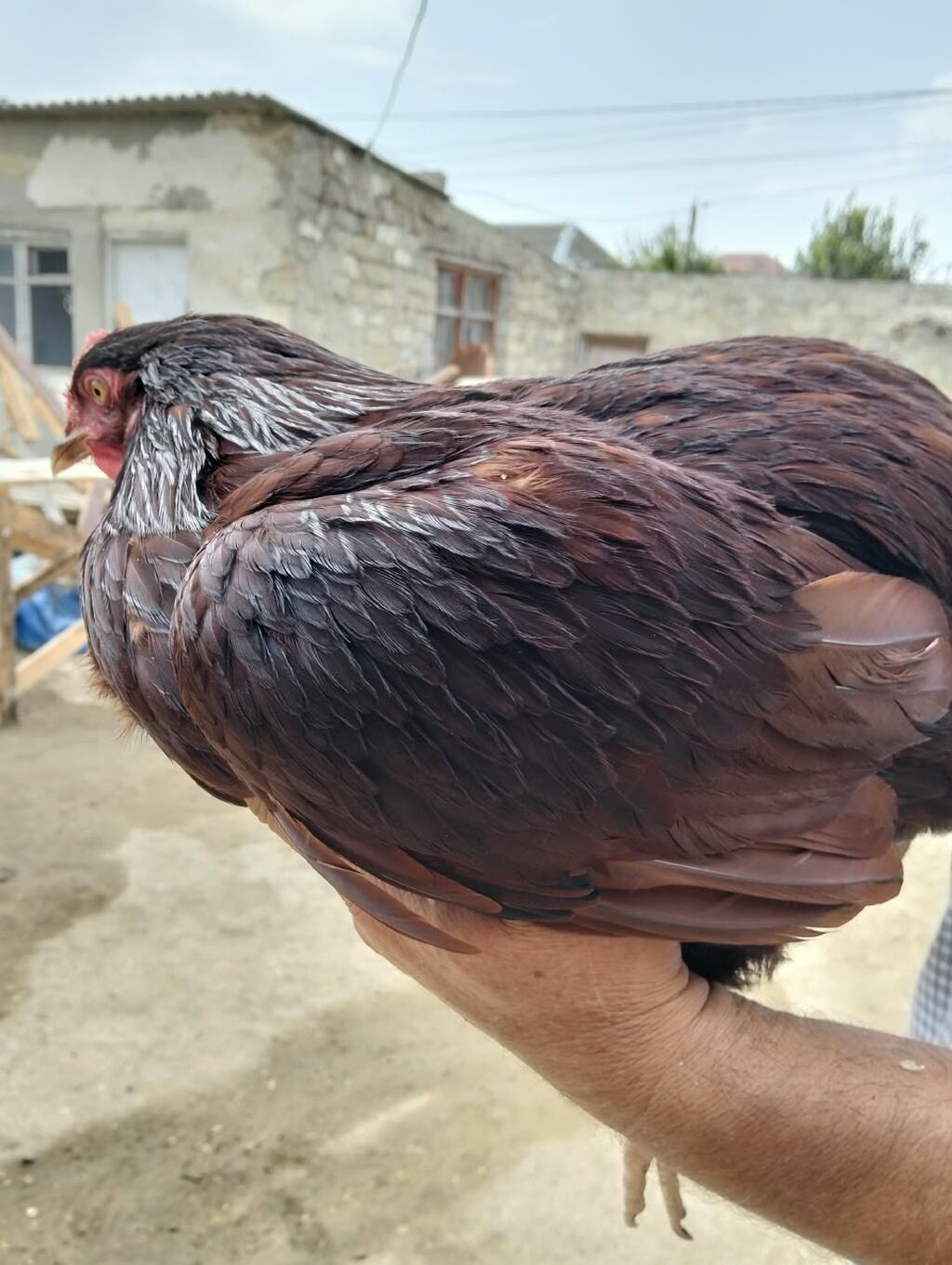 Tam sağlam heyvanlardi təmiz qan red islanddir tünd qırmızı rəngdir 1 — Heyvanlar, Digah (2)