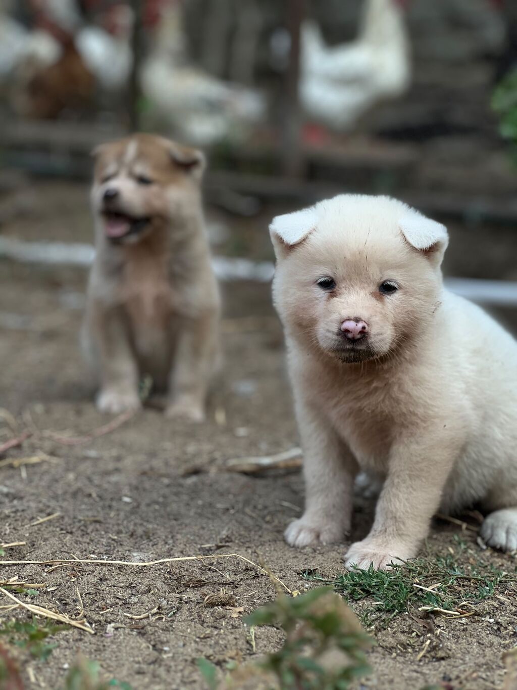 Cins:Akita uni (şirin, toppuş, orta-böyük ölçü qrupuna aid) Rənglər — Heyvanlar, Digah (8)