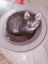 Balaca pişik balası - Uzun tüklü, boz-qara rəngli balaca pişik - — Cats