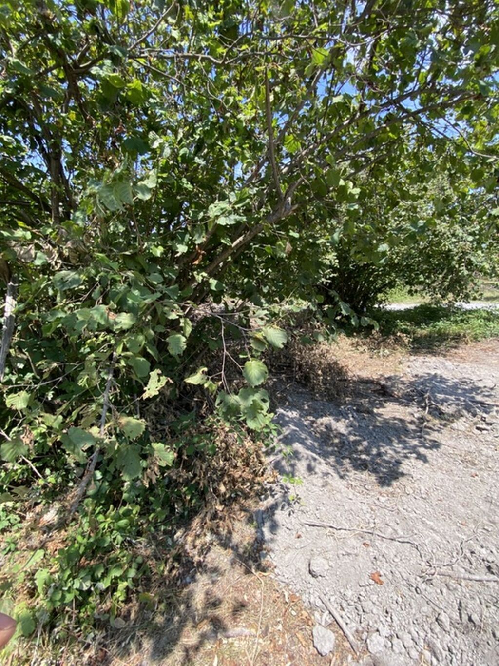 Tikinti — Torpaq, Bakı