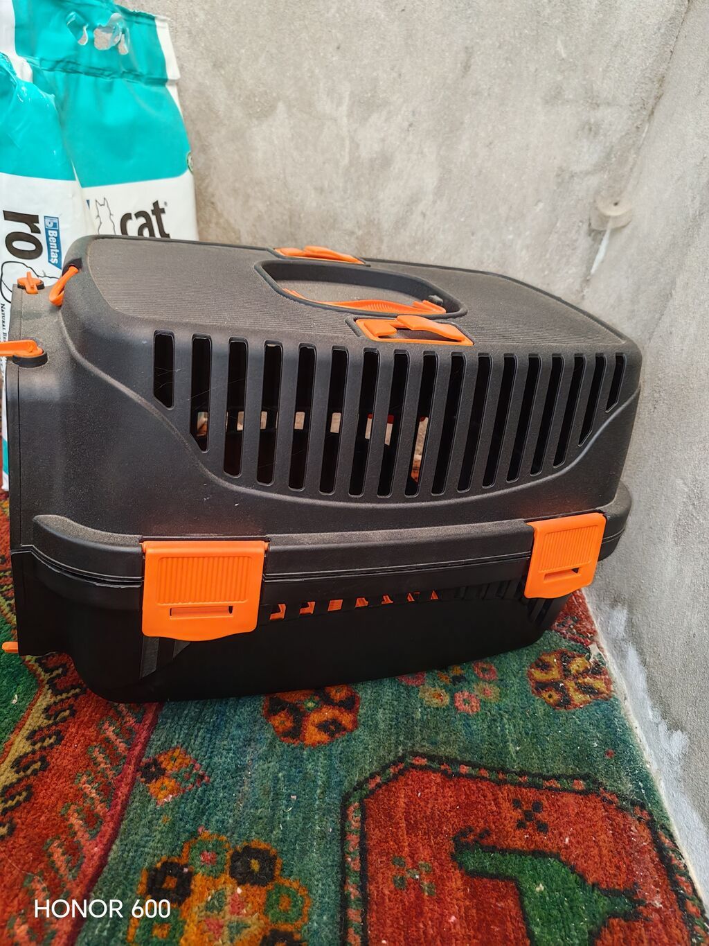 Britan, Erkək, Yaxşı əllərə — Pişiklər, Digah (7)