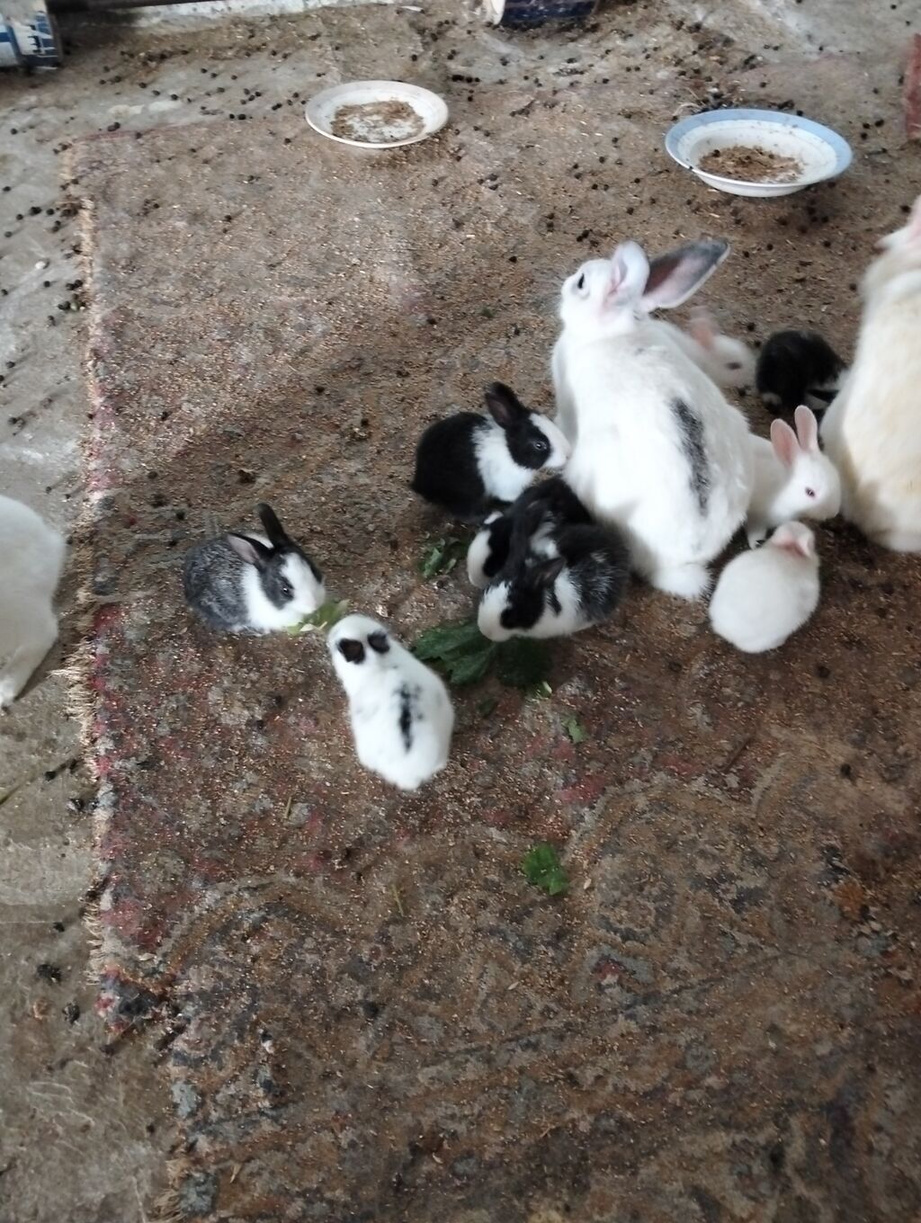 Şəkillərdə müxtəlif rəng və naxışlarda balaca dovşan balaları görünür — Dovşanlar, Xırdalan (6)