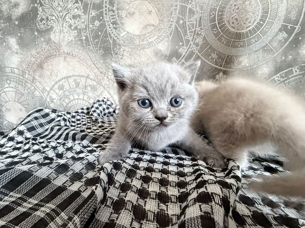 Şirin balaca pişik balaları. Şəkillərdə iki fərqli rəng tonunda — Pişiklər, Bakı (10)