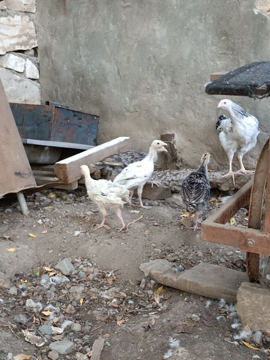 Hinduşka balaları — Quşlar, Gəncə (2)