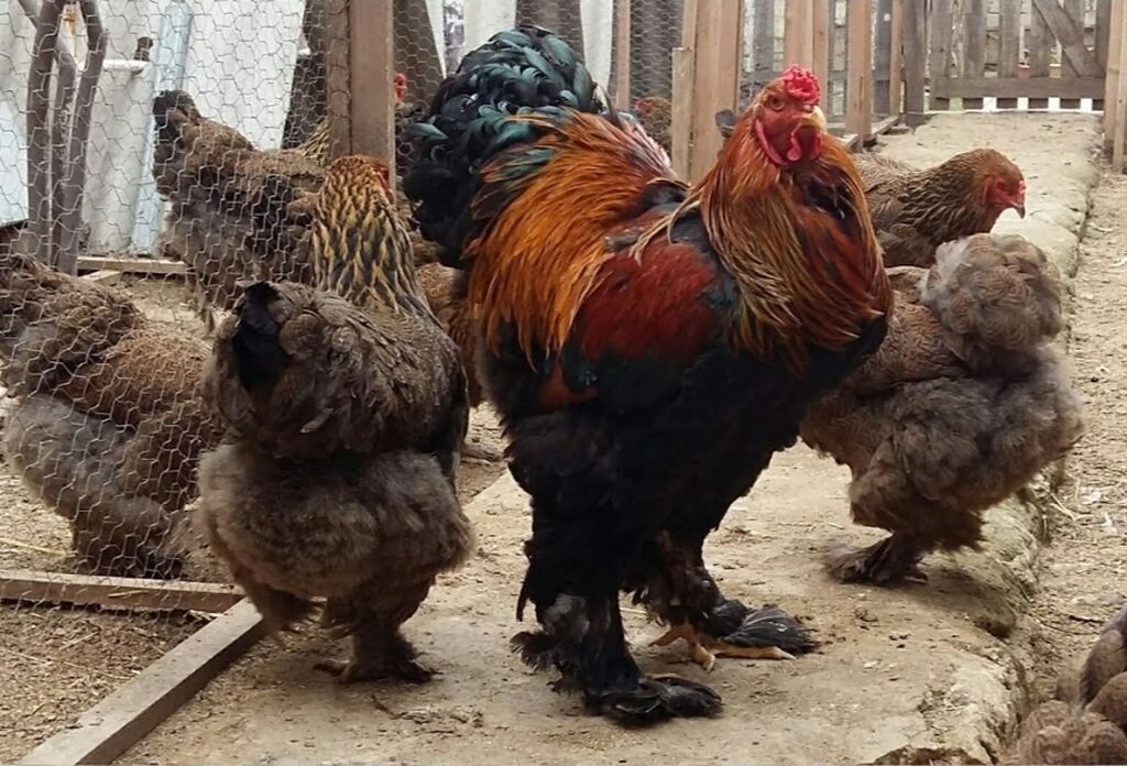 Toyuq cücələri, Damazlıq — Heyvanlar, Bakı (2)