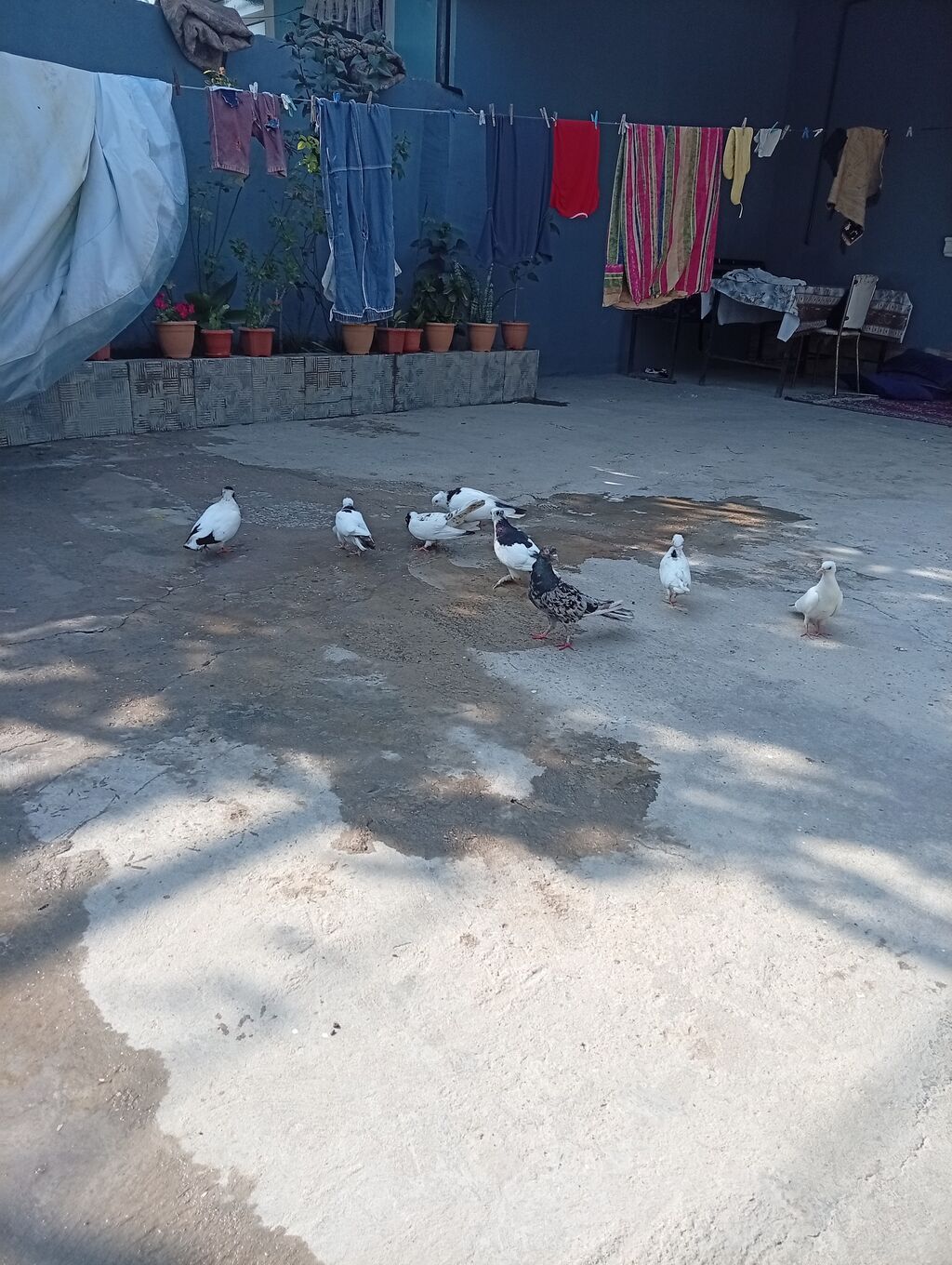 Tam sağlam quşlardi 2 cüt 2 bala 1 əbrəşdi altında 4 yumurtaları da — Quşlar, Xırdalan (8)