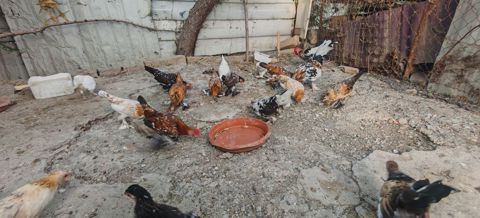 Toyuq, Damazlıq — Bakı