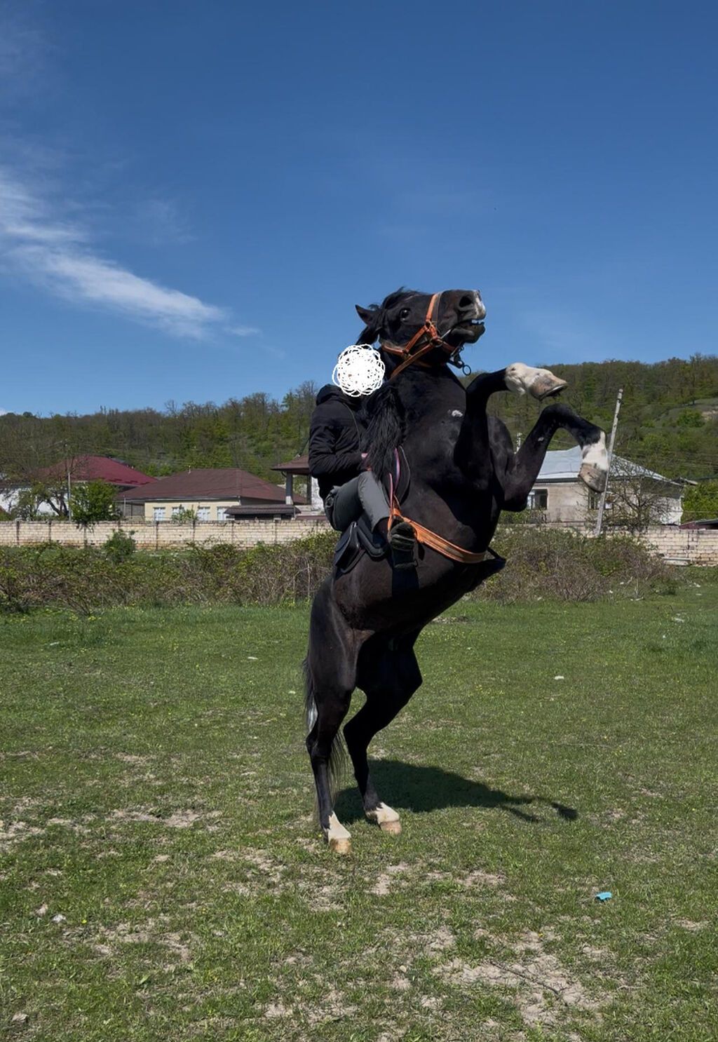 9 yasi var, caparaqdi, hecbir pis xasiyyeti yoxdur, saglam atdir — Digər heyvanlar, Quba