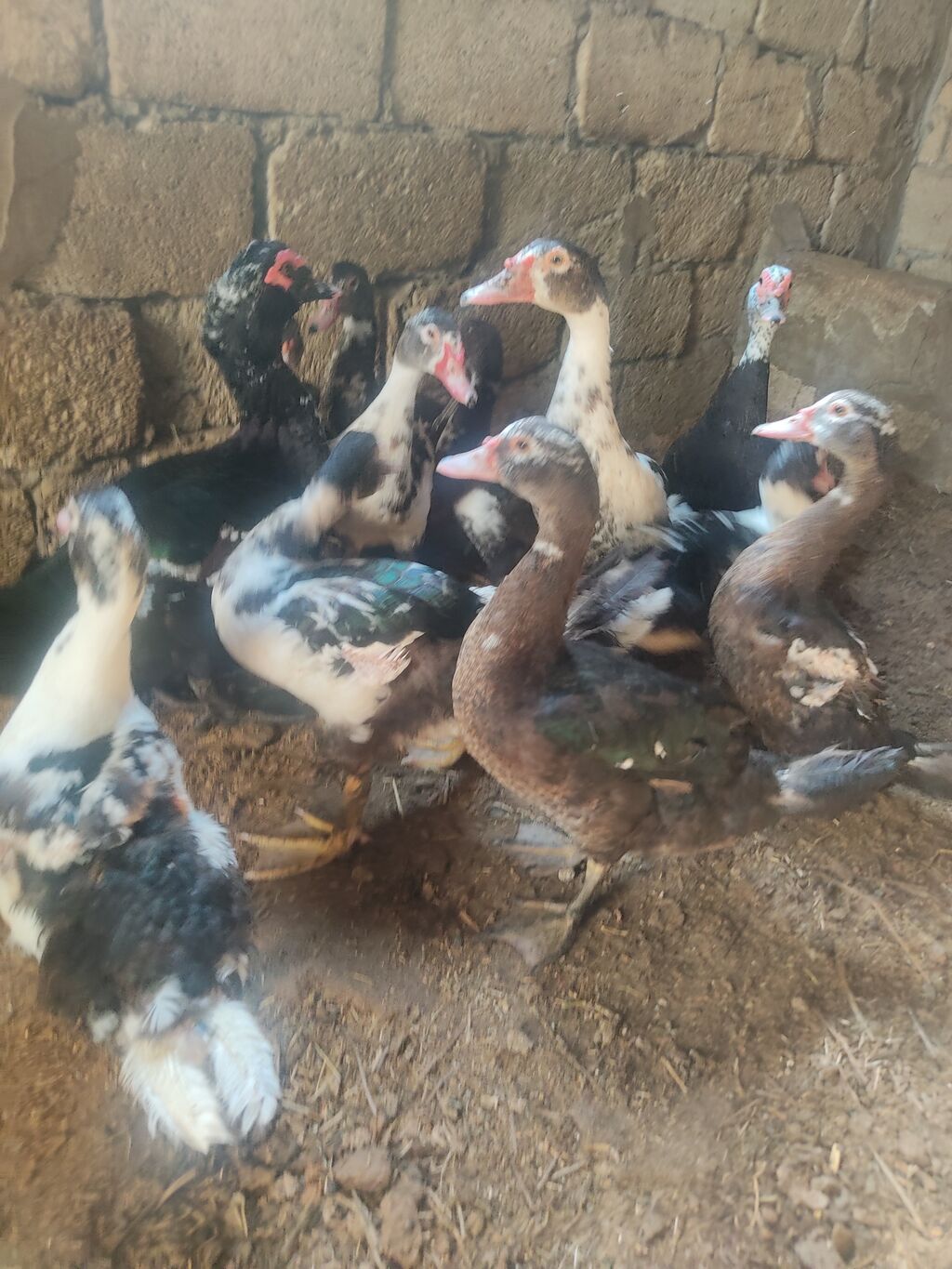On eded sagllam lal.ordekler 4 aylligdi cem.satlir hansi birge. 10 — Heyvanlar, Digah (2)