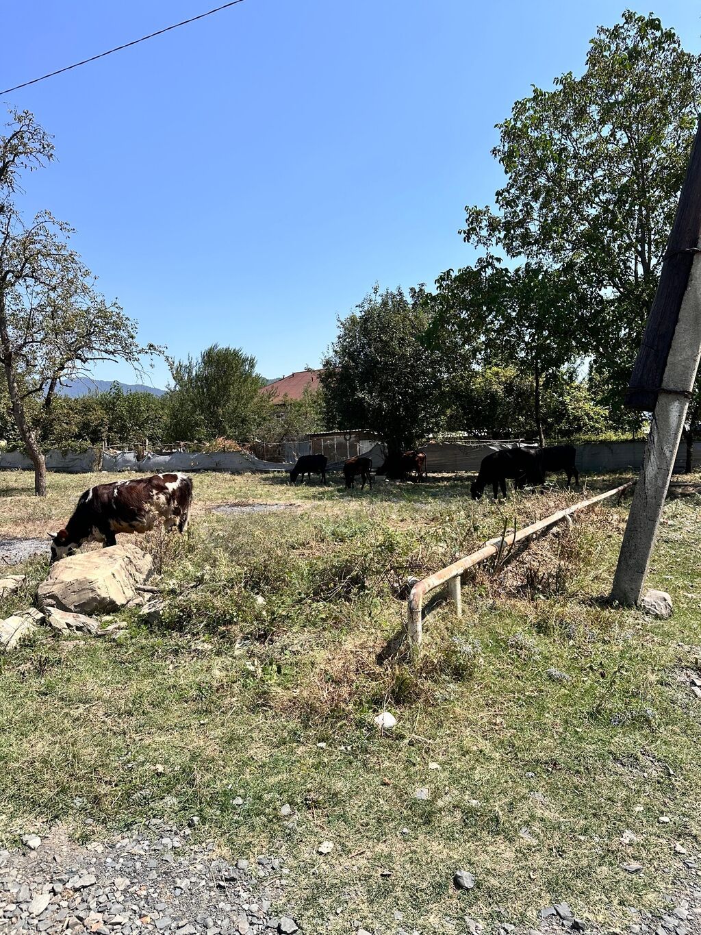 10 sot, Tikinti, Kupça (Çıxarış) — Torpaq, Qəbələ (2)