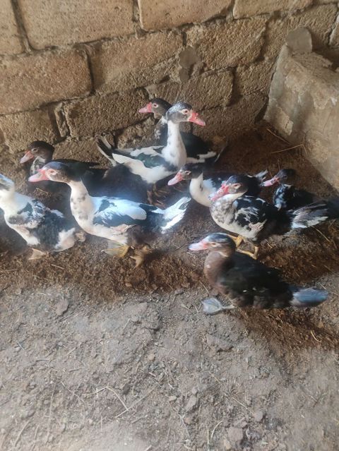 On eded lal ordeyler 4 ayllig ordeylerdi sagllam ordeylerdi hamsi — Digah
