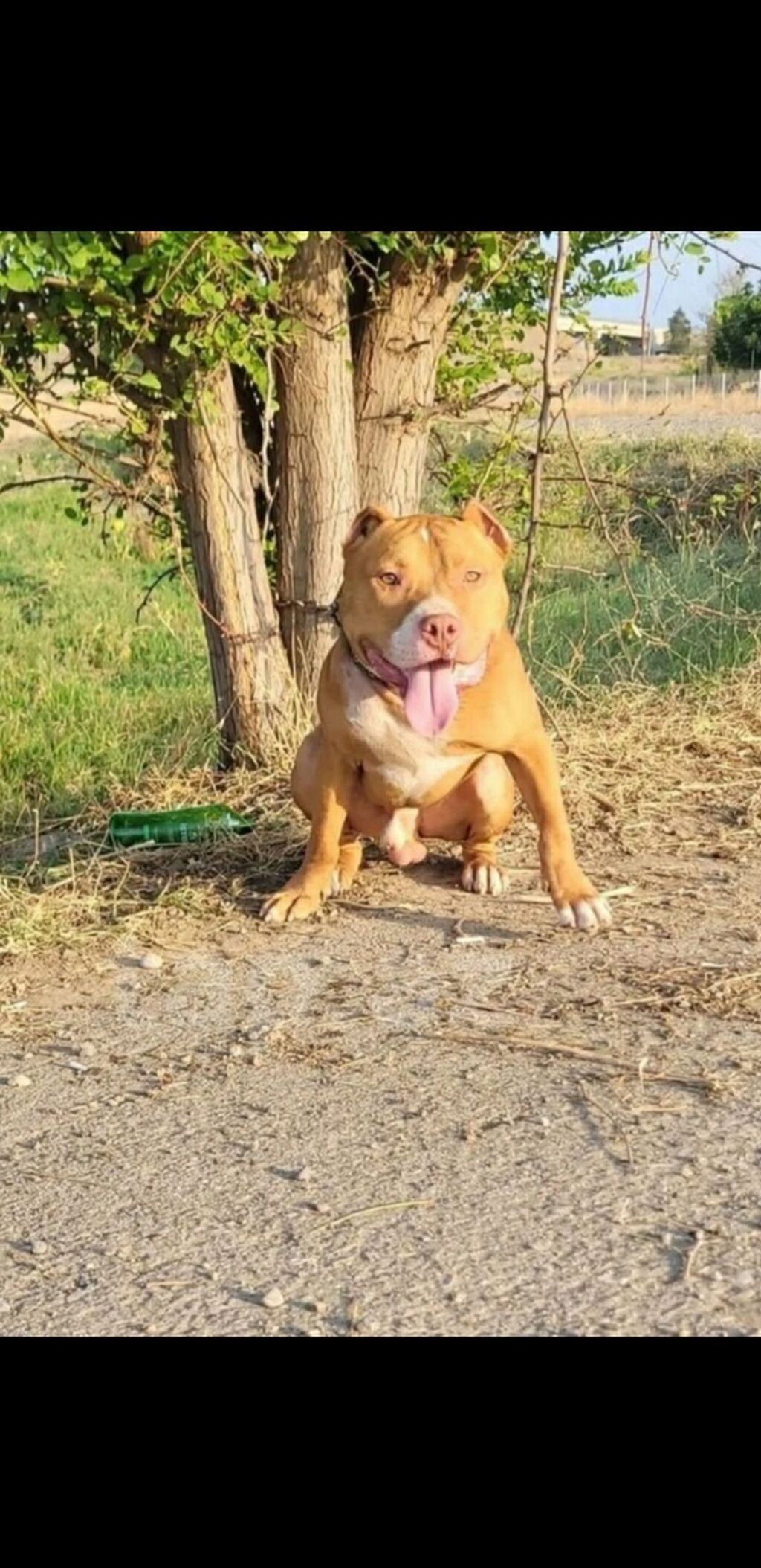 Pitbul, 2 il, Erkək, Peyvəndli — Heyvanlar, Gəncə (2)