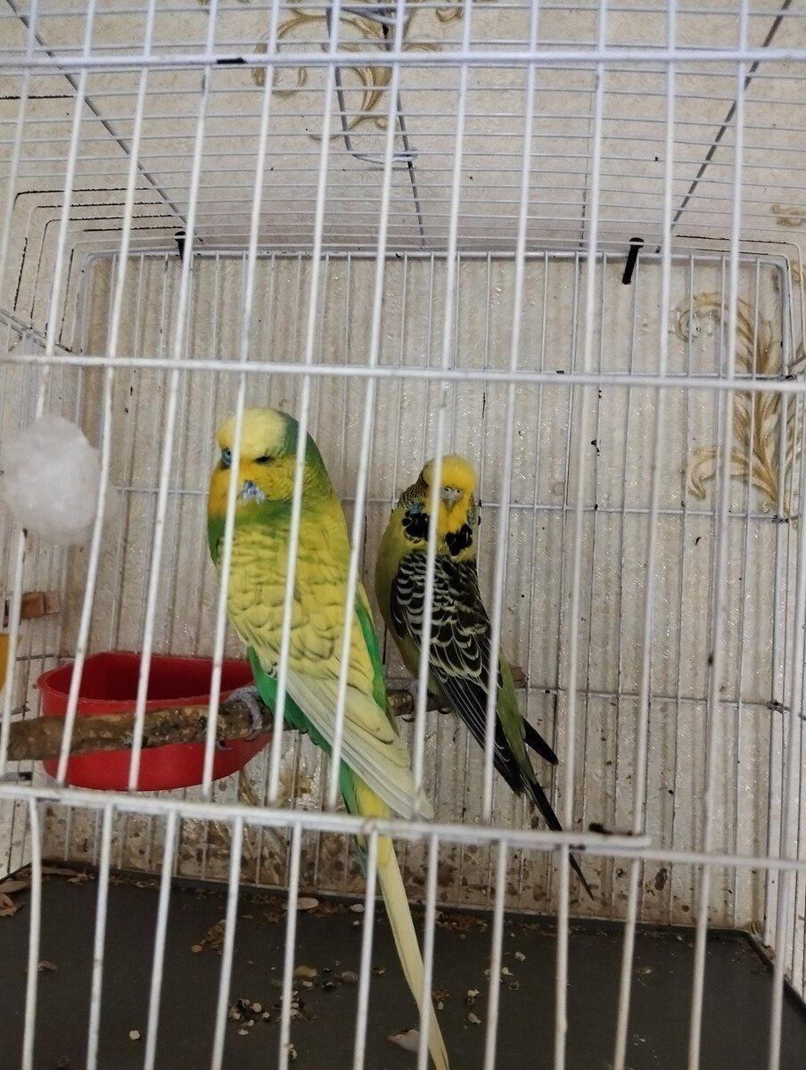 Tutuquşu balaları — Quşlar, Bakı (3)