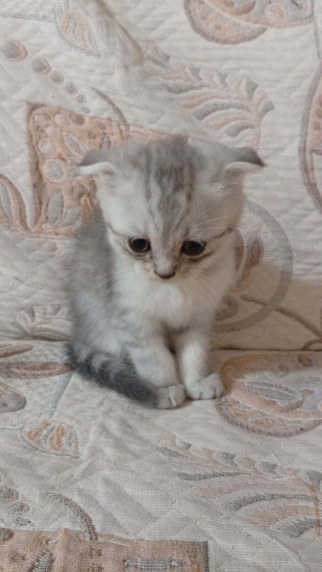 Şotland yastı qulaq, Erkək, Yaxşı əllərə, Ünvandan götürmə — Pişiklər, Bakı (3)