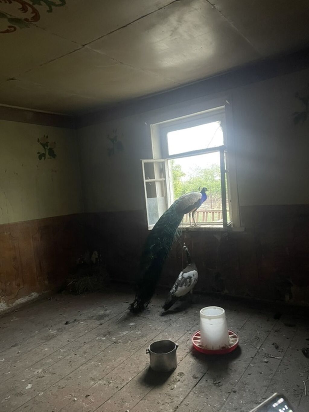 Təbii gözəlliyi ilə seçilən tovuz quşları dəsti - Növ: Tovuz quşu (1 — Quşlar, Samux (4)