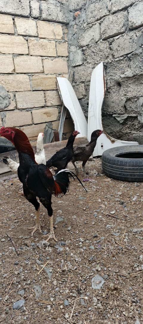 Heyrati ailəsi satılır. tam sağlam heyvanlardı xoruz 70 manat fereler — Mingəçevir
