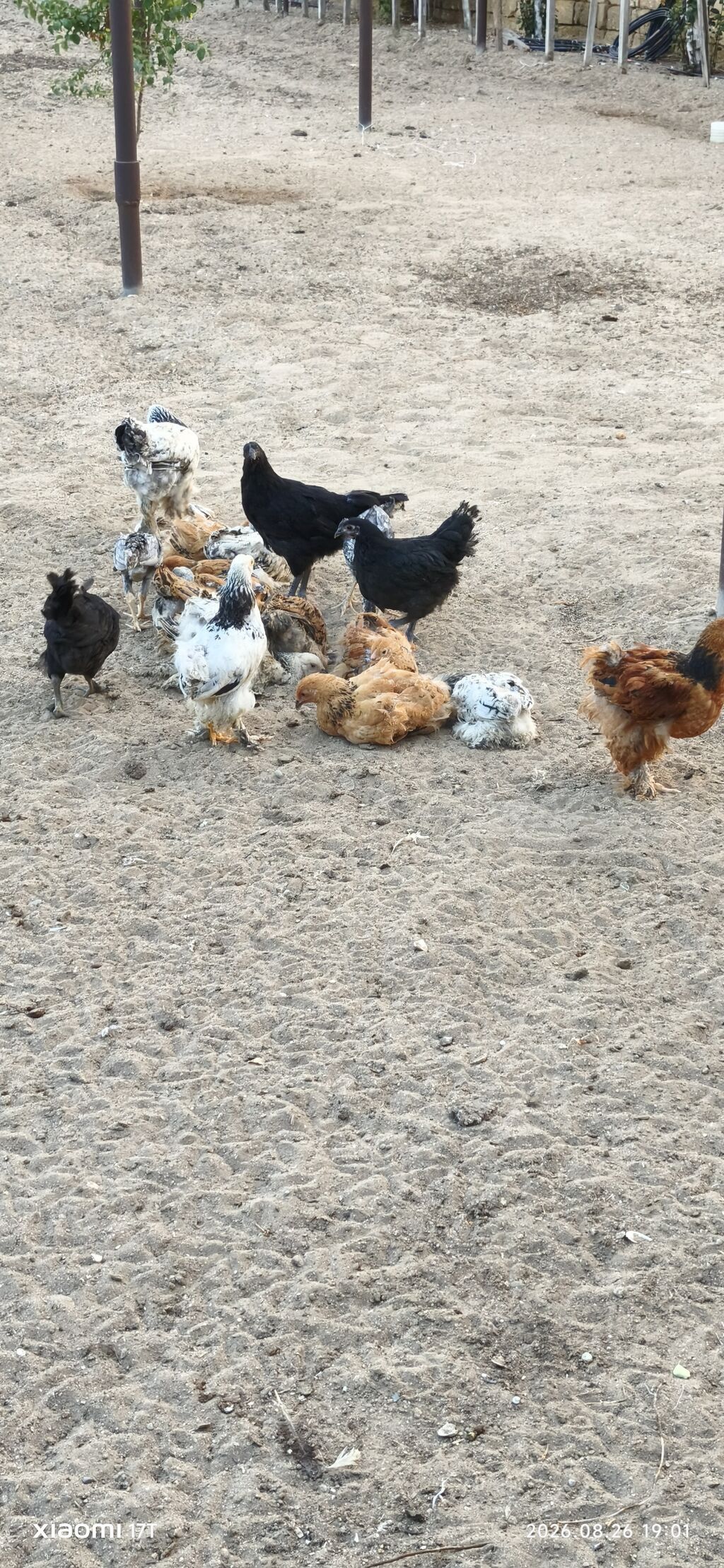 Toyuq cücələri, Damazlıq, Ünvandan götürmə — Heyvanlar, Bakı (6)