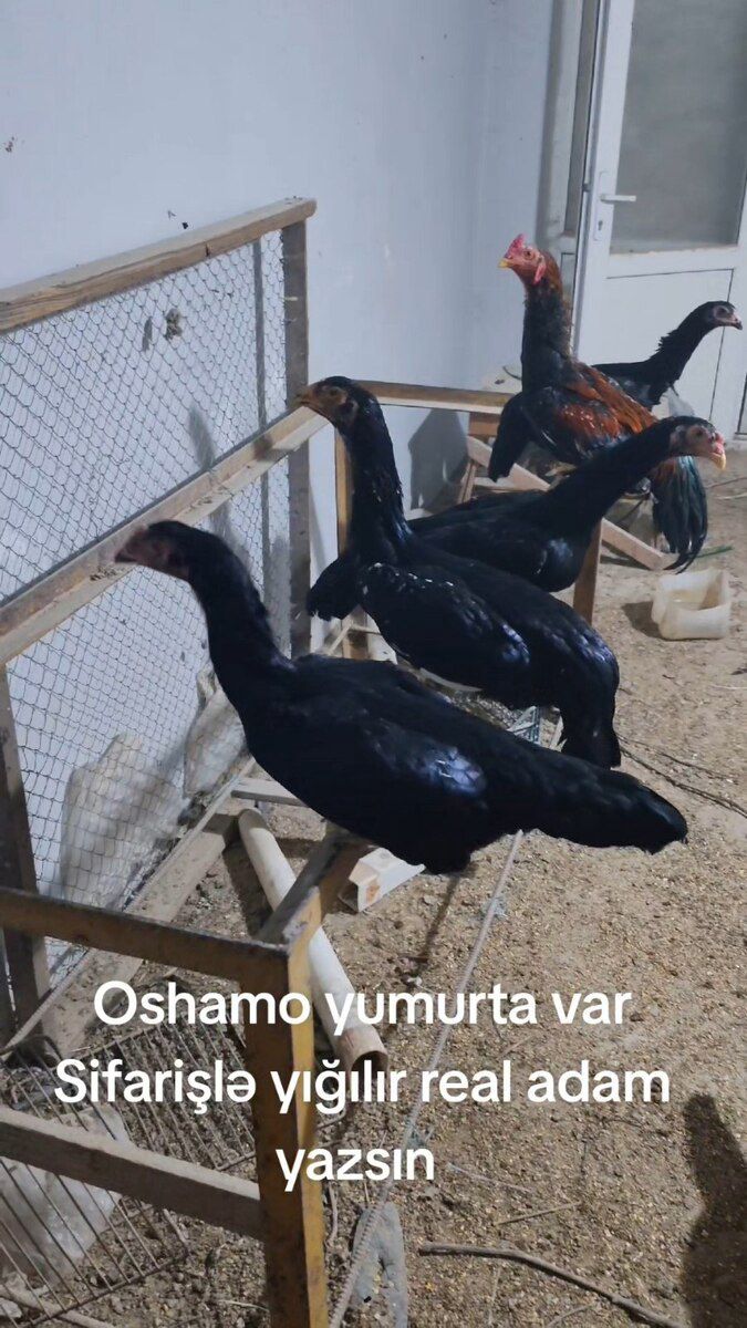 Oshamo yumurtaları — Quşlar, Şamaxı (2)
