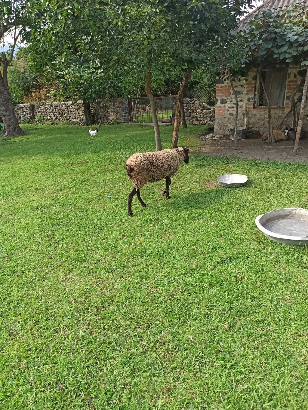 Salam Aleykum Roman Qoyunlar Teçili satilir istiyən olsa 0505792271 — Heyvanlar, Zaqatala