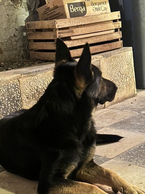 Alman çoban iti, Peyvəndli — Bakı