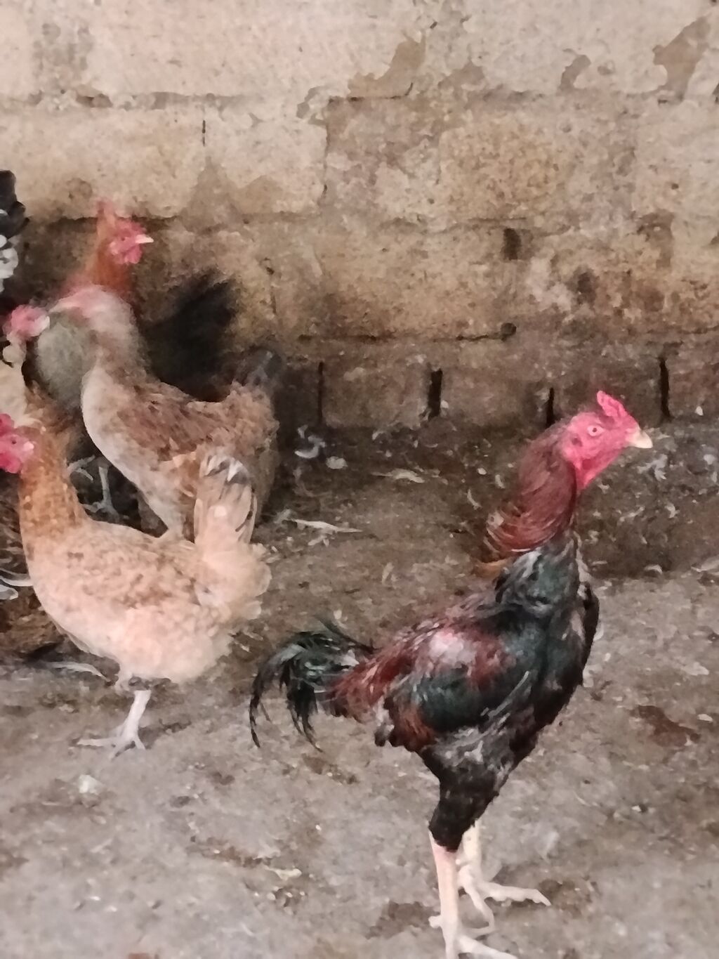 Toyuq, Damazlıq — Heyvanlar, Mehdiabad (3)