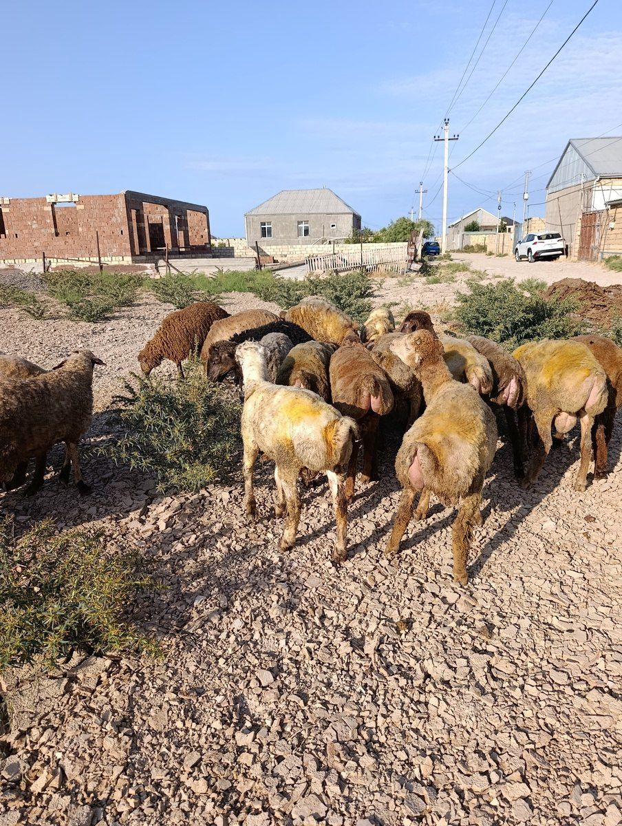Quzular və qoyunlar — Heyvanlar, Sumqayıt (2)