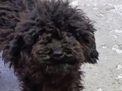 1 kilo zad olur, Satilir pudeller 2 si 150,isdiyrem deye vaxt yoxdu — Digah