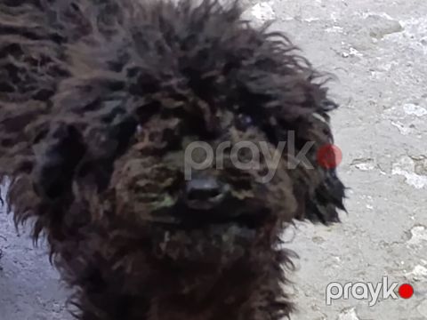 1 kilo zad olur, Satilir pudeller 2 si 150,isdiyrem deye vaxt yoxdu