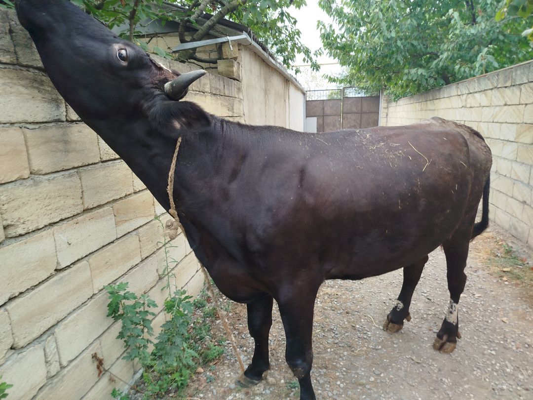 İnək — Heyvanlar, Quba (4)
