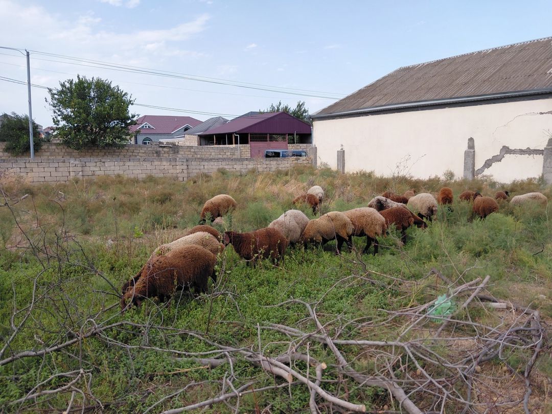 Qoyunlar — Heyvanlar, Bakı (11)
