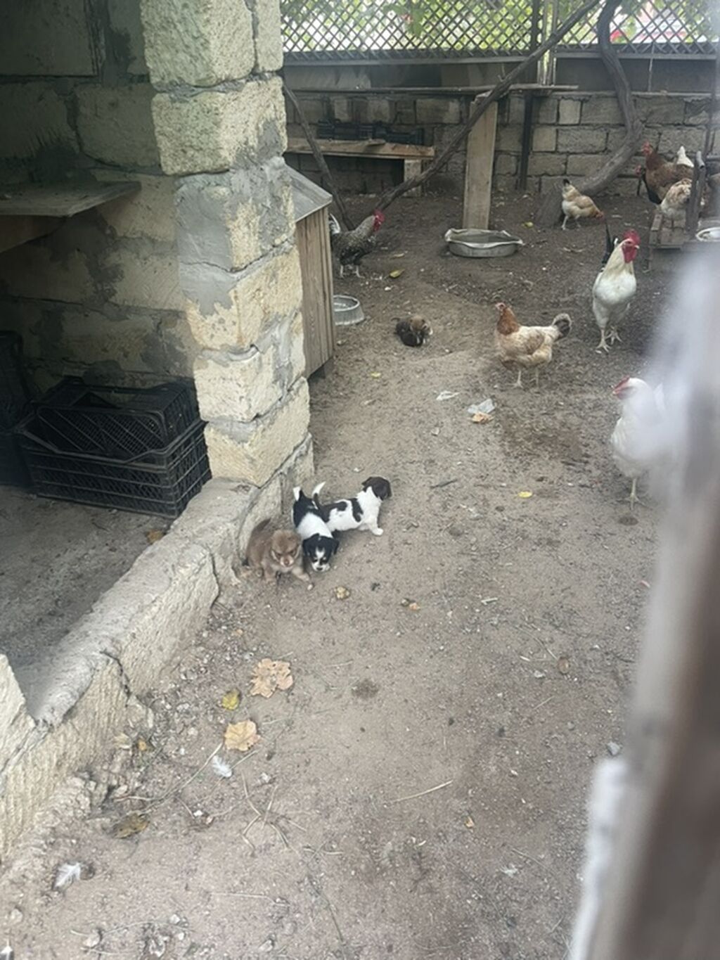 Peyvəndli — Heyvanlar, Masazır (5)