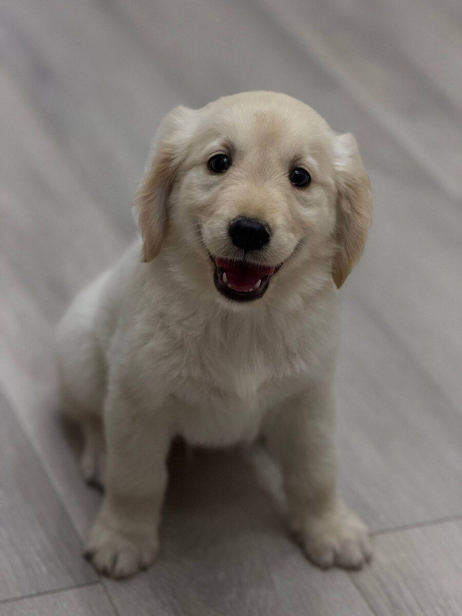 Golden Retriever balaları — Heyvanlar, Bakı