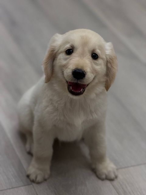 Golden Retriever balaları — Bakı