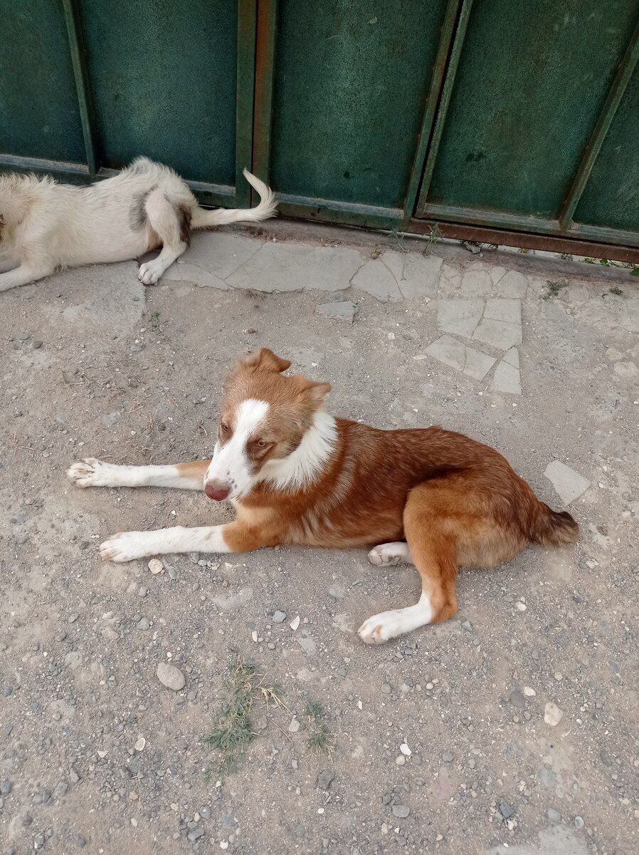 Həyət iti — Heyvanlar, Bakı (2)
