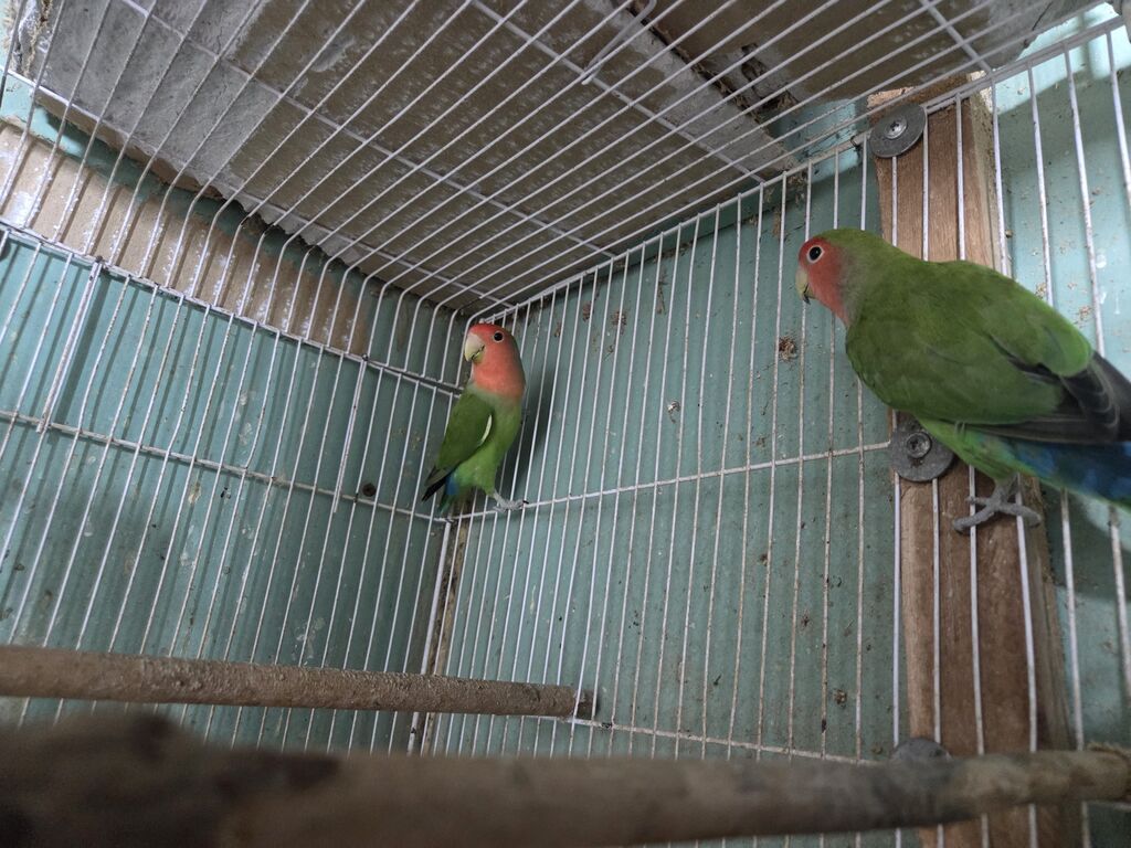 Məhsul: Agapornis (Sevgi tutuquşuları) – cüt Təsvir: - Növ: Agapornis — Quşlar, Lənkəran (4)